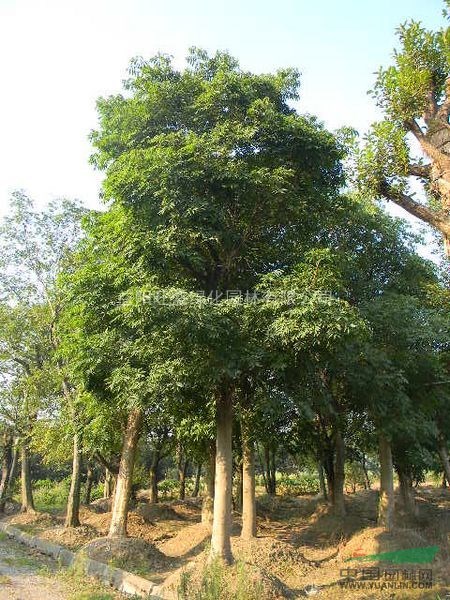 湖南無患子，無患子價格，無患子基地