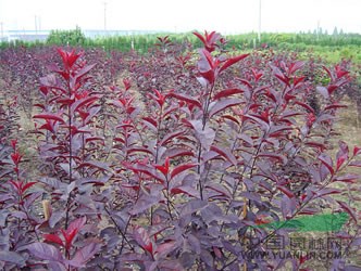 紅葉李價格 南京紅葉李價格 