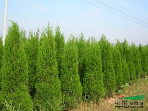優(yōu)質(zhì)蜀檜種子育苗 蜀檜嫁接 