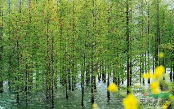 水杉基地 水杉價格 水杉小苗價格