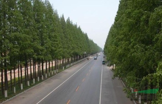 水杉信息,水杉價(jià)格,水杉苗木信息