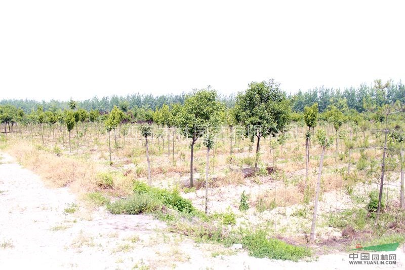 陜西白海道黃楊最新報(bào)價(jià)/白海道黃楊圖片