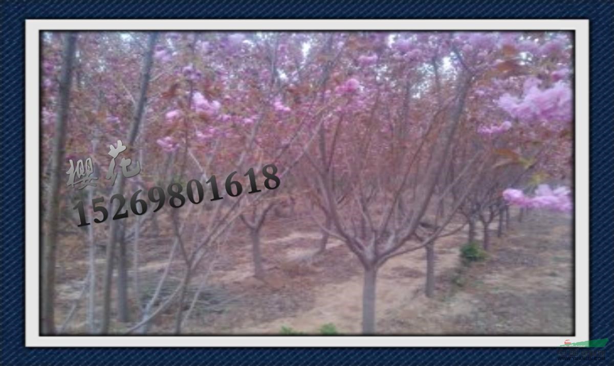 櫻花價(jià)格-櫻花樹(shù)價(jià)格-櫻花苗木價(jià)格-山東泰安櫻花樹(shù)苗價(jià)格