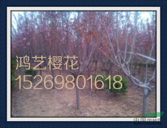 櫻花價(jià)格-櫻花樹(shù)價(jià)格-櫻花苗木價(jià)格-山東泰安櫻花樹(shù)苗價(jià)格