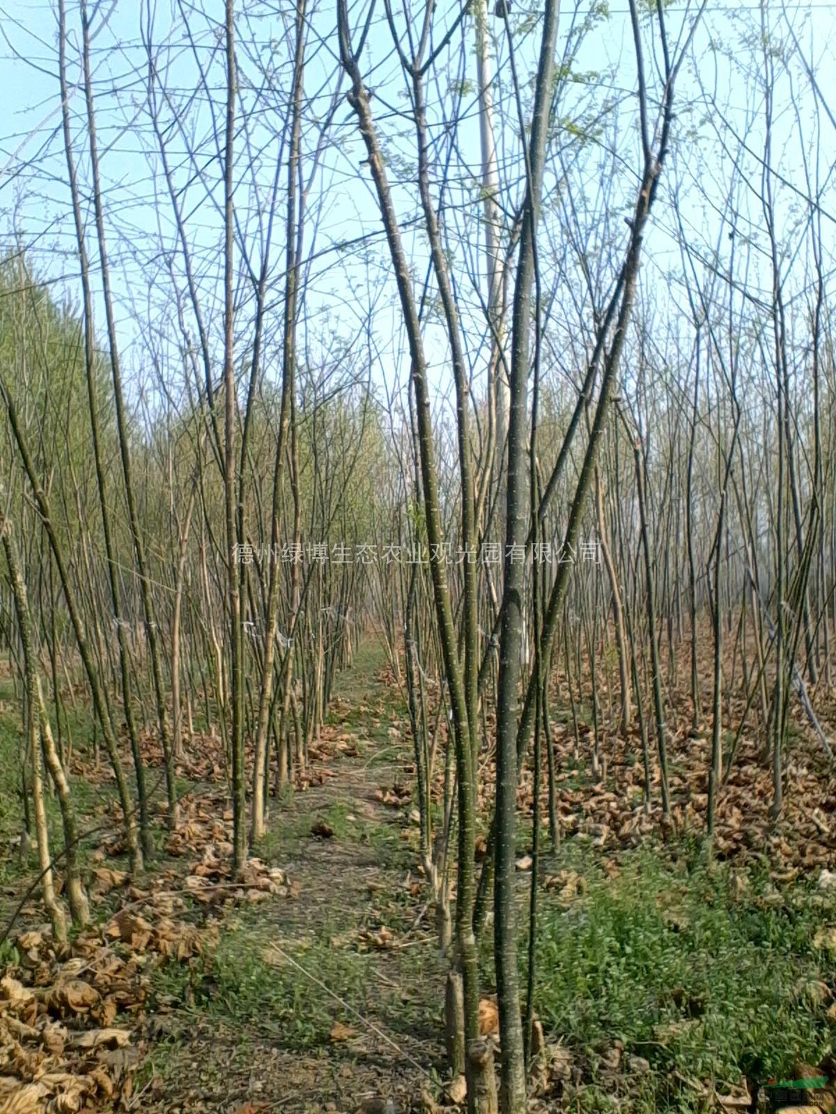 基地供應(yīng)綠化用國(guó)槐，白蠟，法桐