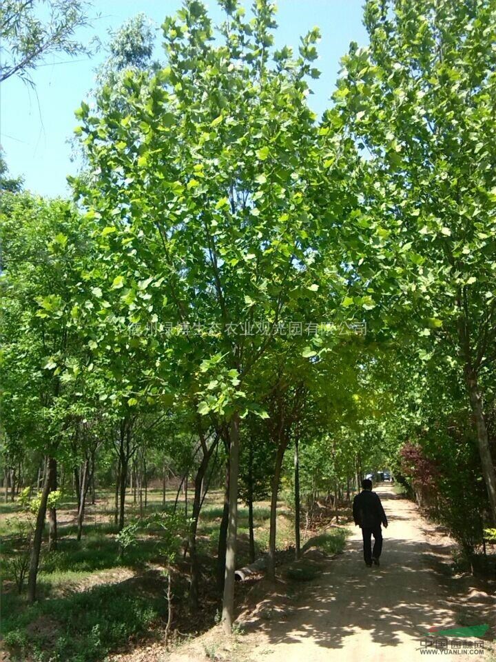 基地供應(yīng)綠化用國(guó)槐，白蠟，法桐