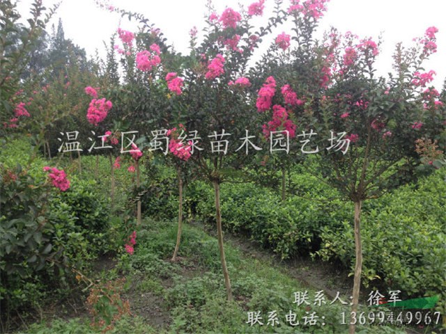 四川紫薇 紅花紫薇 四川百日紅