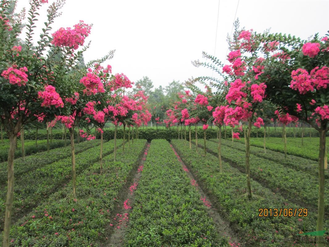 四川紫薇 紅花紫薇 四川百日紅
