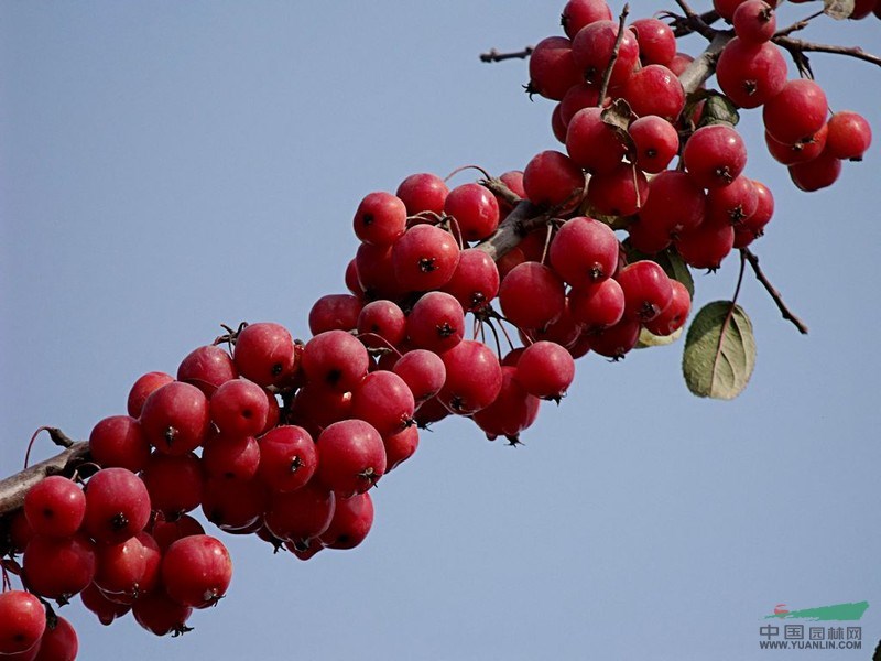 臨沂冬紅海棠