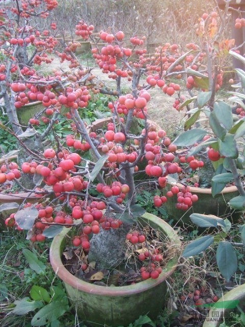 臨沂冬紅海棠