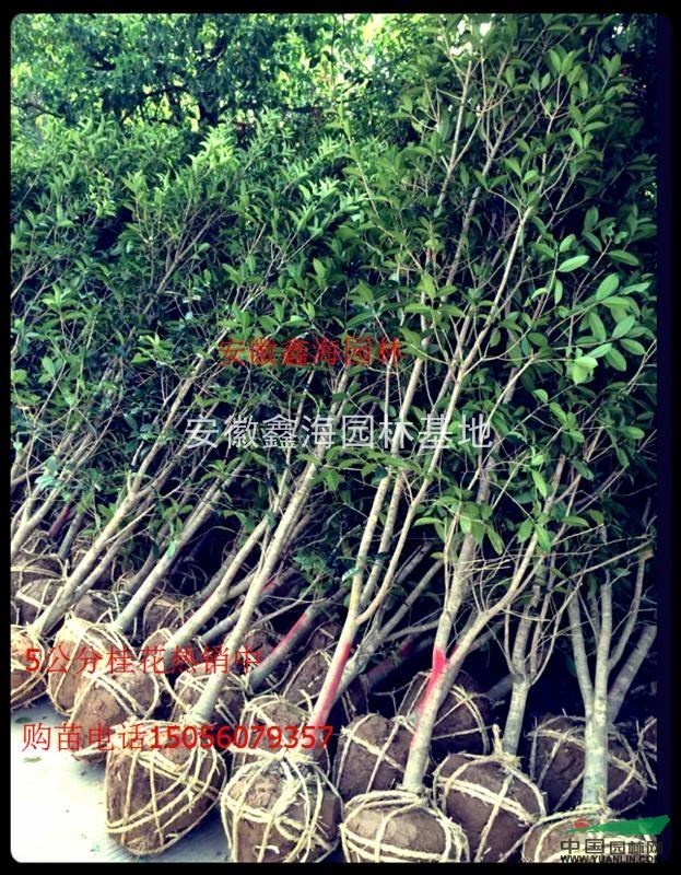 安徽鑫海園林苗木基地常年供應(yīng) 桂花