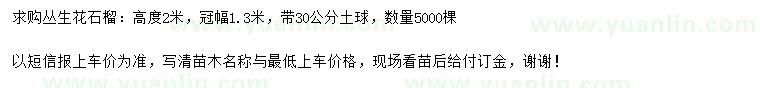 求購2米叢生花石榴