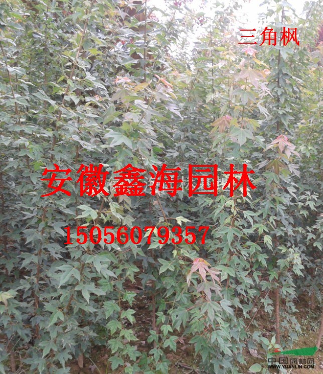 安徽鑫海园林基地常年供应三角枫