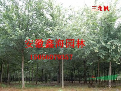 安徽鑫海园林基地常年供应三角枫