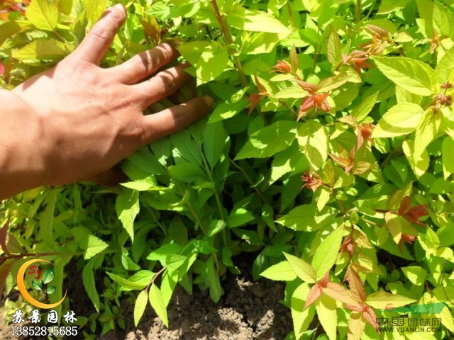 沭陽(yáng)繡線菊價(jià)格、沭陽(yáng)繡線菊苗