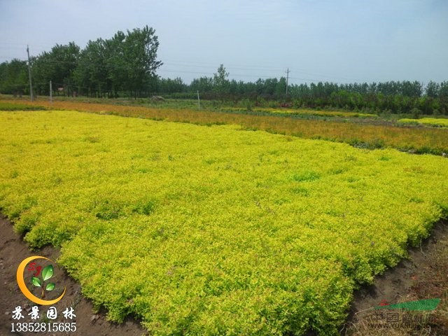 沭陽(yáng)繡線菊價(jià)格、沭陽(yáng)繡線菊苗