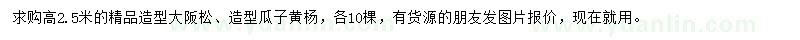 求購高2.5米大阪松、瓜子黃楊