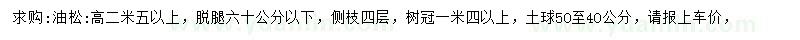 求購(gòu)高2.5米以上油松