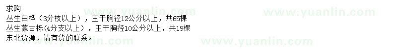 求購叢生白樺、叢生蒙古櫟