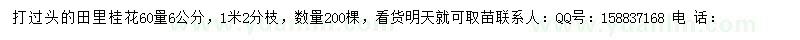 求購60處量6公分桂花