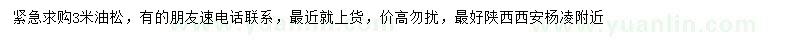 求購3米油松
