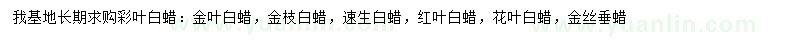 求購金葉白蠟、金枝白蠟、速生白蠟等