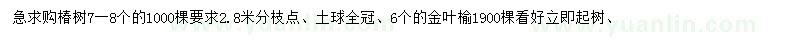 求購7-8公分椿樹、6公分金葉榆
