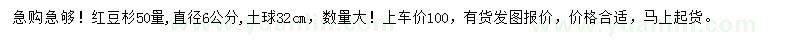 求購50處量6公分紅豆杉