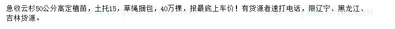 求購高50公分云杉