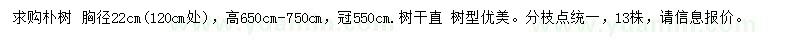 求購120公分處量22公分樸樹