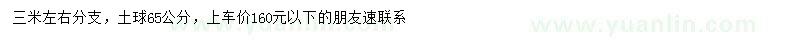求購米徑10公分樂昌含笑