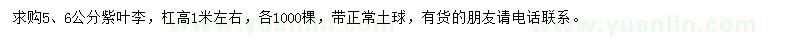 求購5、6公分紫葉李