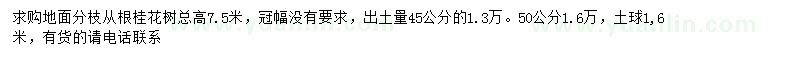 求購高7.5米桂花