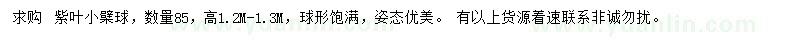 求購高1.2-1.3米紫葉小檗球