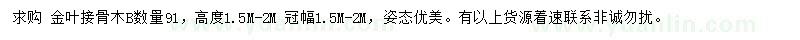 求購高1.5-2米金葉接骨木