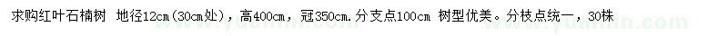 求購30公分處量12公分紅葉石楠