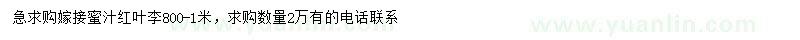 求購80-100公分蜜汁紅葉李