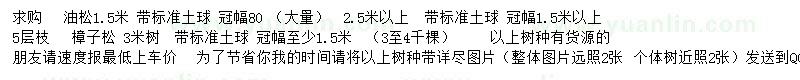 求購1.5、2.5米油松、3米樟子松