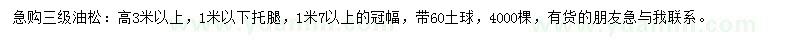 求購3米油松