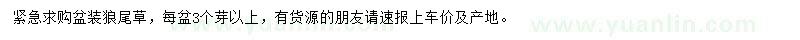 求購盆裝狼尾草