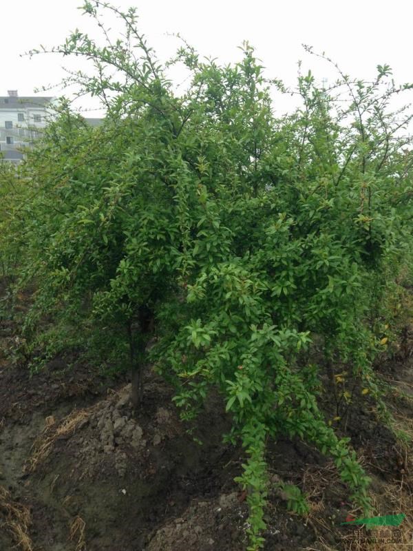 花石榴2供應/花石榴2圖片
