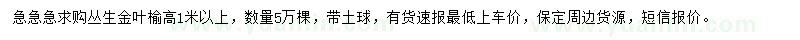 求購(gòu)高1米以上叢生金葉榆