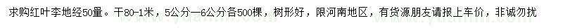 求購50處量5、6公分紅葉李