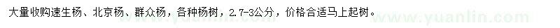 求購速生楊、北京楊、群眾楊