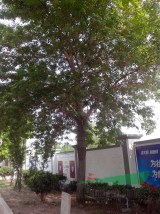 供應30-50公分白蠟