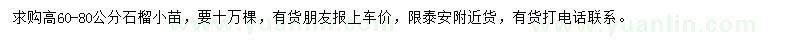求購高60-80公分石榴小苗