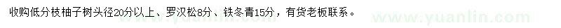 求購柚子樹、羅漢松、鐵冬青