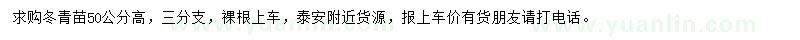 求購高50公分冬青苗
