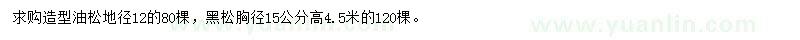 求購造型油松、黑松