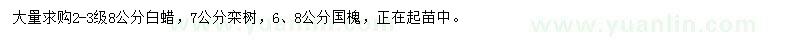 求購(gòu)白蠟、欒樹(shù)、國(guó)槐